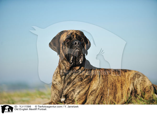 Old English Mastiff Portrait / YJ-11586