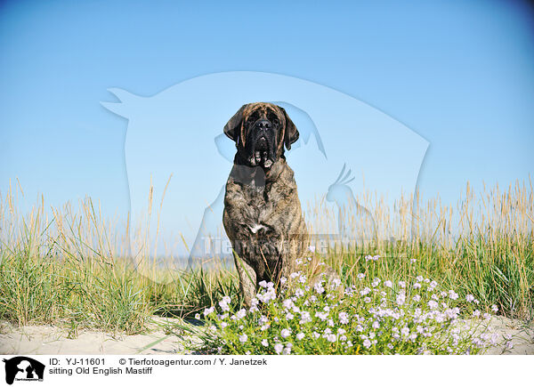 sitting Old English Mastiff / YJ-11601