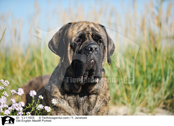 Old English Mastiff Portrait / Old English Mastiff Portrait / YJ-11605