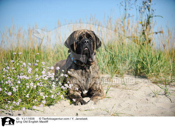 liegender Old English Mastiff / lying Old English Mastiff / YJ-11606