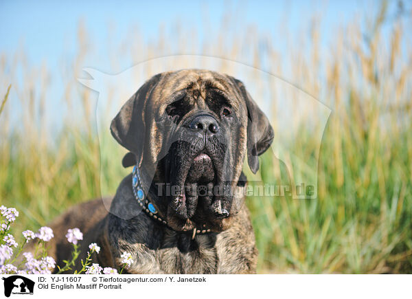 Old English Mastiff Portrait / Old English Mastiff Portrait / YJ-11607