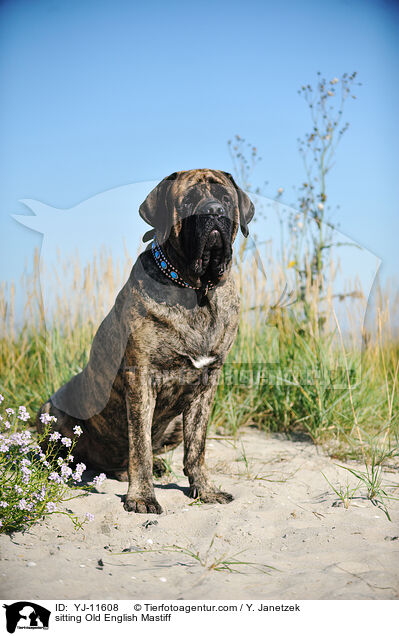 sitzender Old English Mastiff / sitting Old English Mastiff / YJ-11608