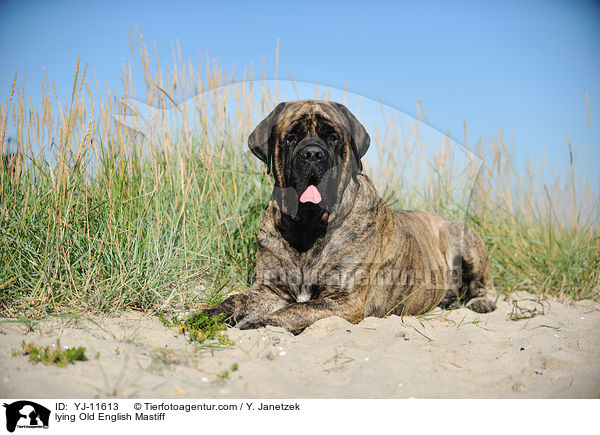 liegender Old English Mastiff / lying Old English Mastiff / YJ-11613