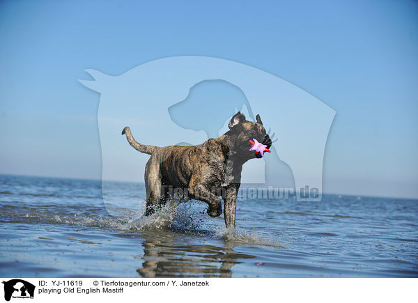 spielender Old English Mastiff / playing Old English Mastiff / YJ-11619