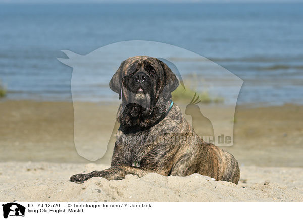 lying Old English Mastiff / YJ-12520
