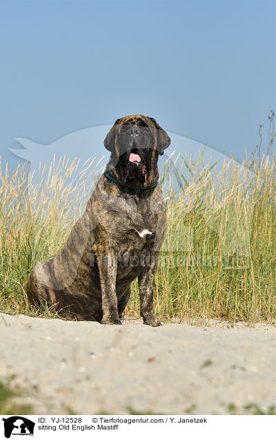 sitting Old English Mastiff / YJ-12528