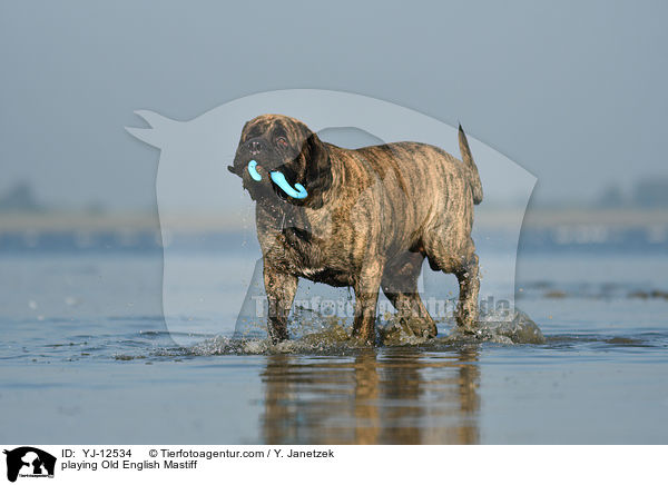 playing Old English Mastiff / YJ-12534