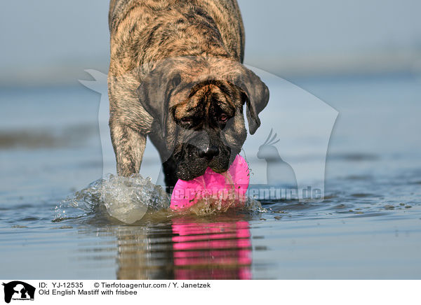 Old English Mastiff with frisbee / YJ-12535