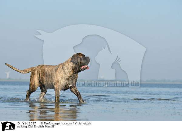walking Old English Mastiff / YJ-12537