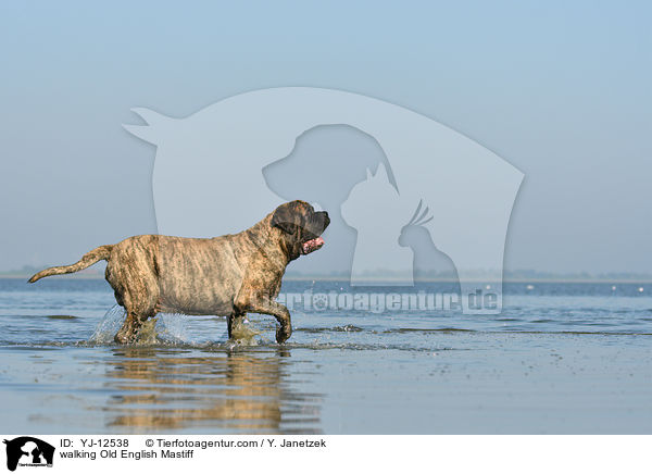 walking Old English Mastiff / YJ-12538