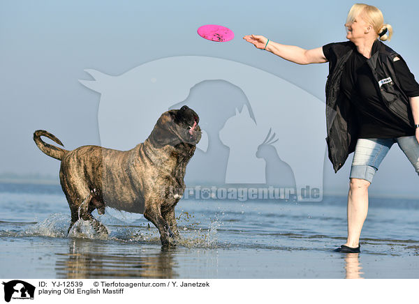 playing Old English Mastiff / YJ-12539