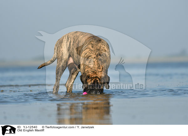 Old English Mastiff / YJ-12540