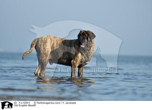 Old English Mastiff / YJ-12541