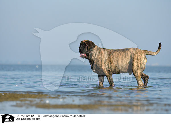Old English Mastiff / YJ-12542