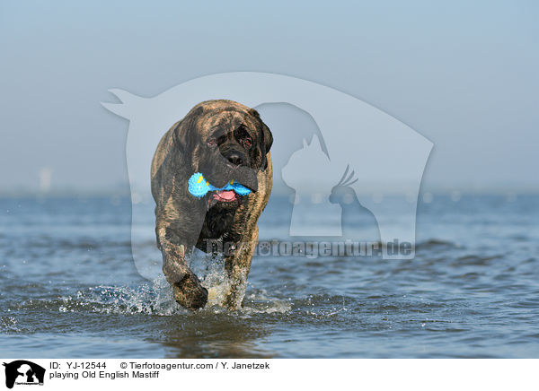 playing Old English Mastiff / YJ-12544
