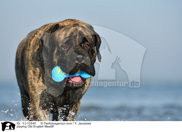 playing Old English Mastiff / YJ-12545