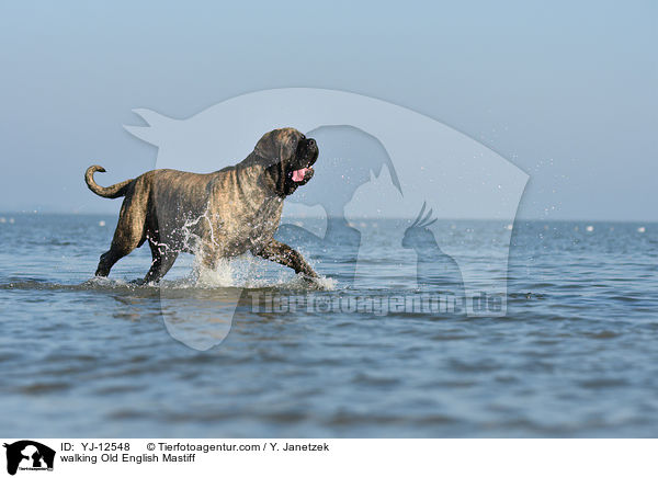 laufender Old English Mastiff / walking Old English Mastiff / YJ-12548