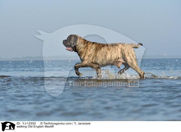 walking Old English Mastiff / YJ-12550