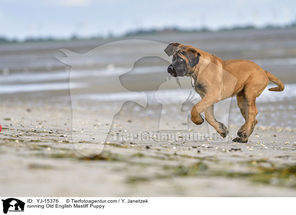 running Old English Mastiff Puppy / YJ-15376