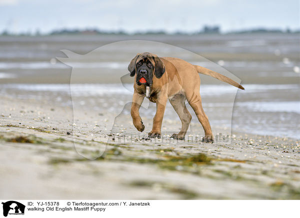 walking Old English Mastiff Puppy / YJ-15378
