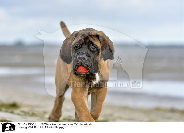 playing Old English Mastiff Puppy / YJ-15381