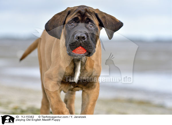 playing Old English Mastiff Puppy / YJ-15382
