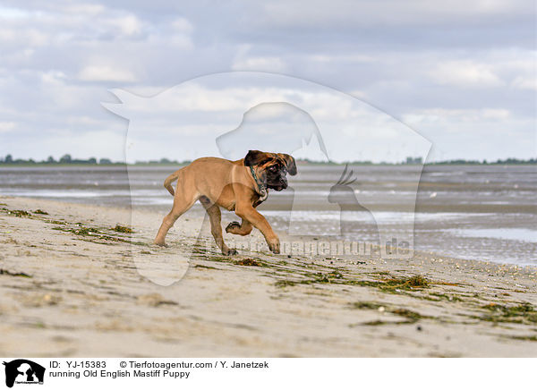 running Old English Mastiff Puppy / YJ-15383