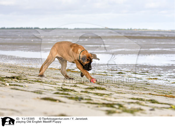 playing Old English Mastiff Puppy / YJ-15385