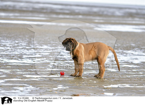 stehender Old English Mastiff Welpe / standing Old English Mastiff Puppy / YJ-15386