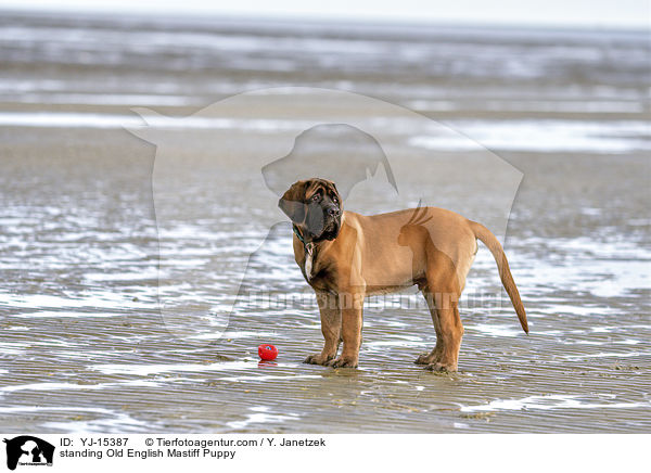 standing Old English Mastiff Puppy / YJ-15387