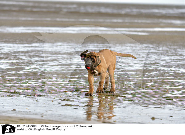 walking Old English Mastiff Puppy / YJ-15390