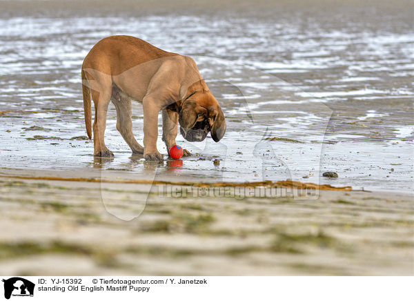 standing Old English Mastiff Puppy / YJ-15392
