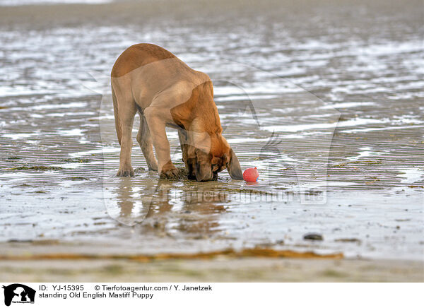 standing Old English Mastiff Puppy / YJ-15395