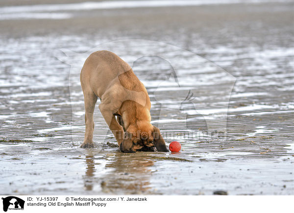 stehender Old English Mastiff Welpe / standing Old English Mastiff Puppy / YJ-15397