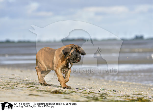 running Old English Mastiff Puppy / YJ-15404