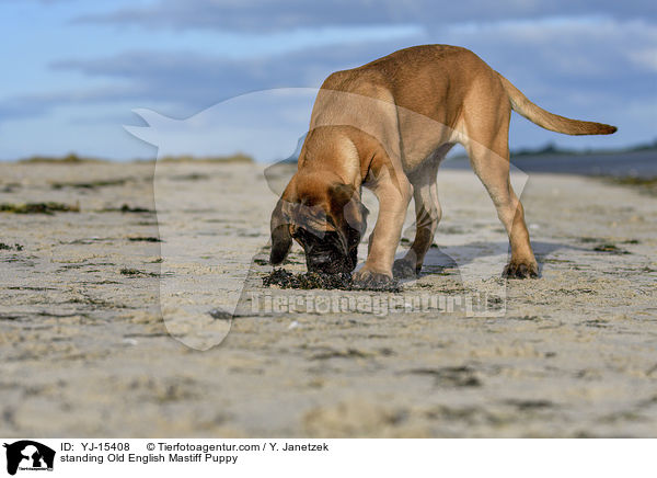 standing Old English Mastiff Puppy / YJ-15408