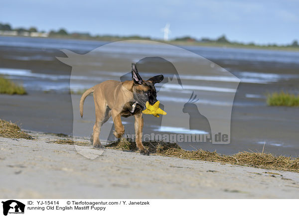 running Old English Mastiff Puppy / YJ-15414