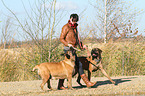 woman and 2 Old English Mastiffs