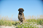 sitting Old English Mastiff