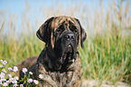 Old English Mastiff Portrait