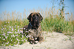 lying Old English Mastiff