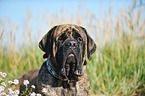 Old English Mastiff Portrait