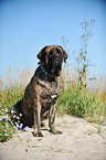 sitting Old English Mastiff