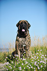 sitting Old English Mastiff