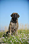 sitting Old English Mastiff