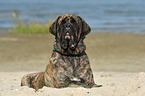 lying Old English Mastiff