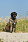 sitting Old English Mastiff