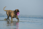 playing Old English Mastiff