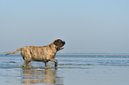 walking Old English Mastiff