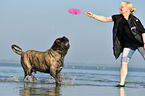 playing Old English Mastiff